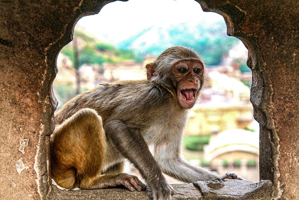 Jaipur-India-Monkey Temple-laughing Macaque